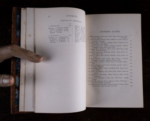 1879 RAMBLES IN SEARCH OF WILD FLOWERS BY MARGARET PLUES LEATHER BOUND BOOK - ADDITIONAL PHOTO 12