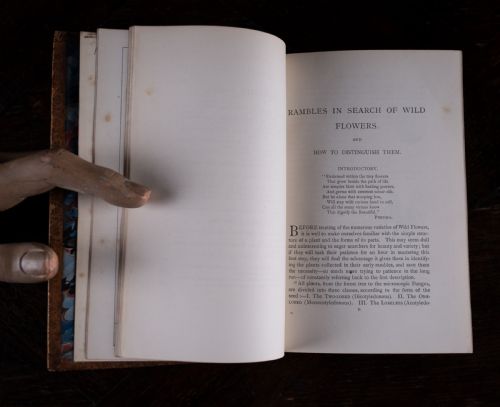 1879 RAMBLES IN SEARCH OF WILD FLOWERS BY MARGARET PLUES LEATHER BOUND BOOK - ADDITIONAL PHOTO 13