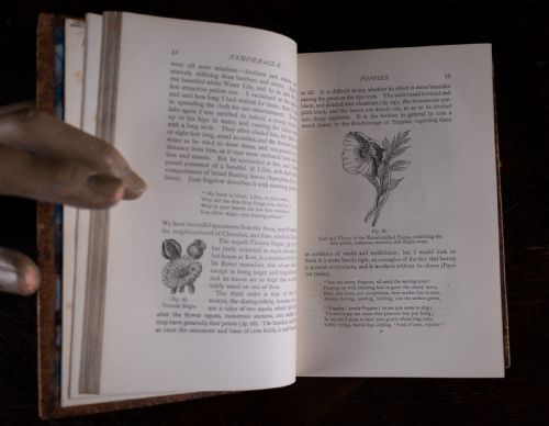 1879 RAMBLES IN SEARCH OF WILD FLOWERS BY MARGARET PLUES LEATHER BOUND BOOK - ADDITIONAL PHOTO 14