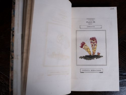 1816 THE LINNAEAN SYSTEM OF BOTANY FIRST EDITION BOOK SET - ADDITIONAL PHOTO 22