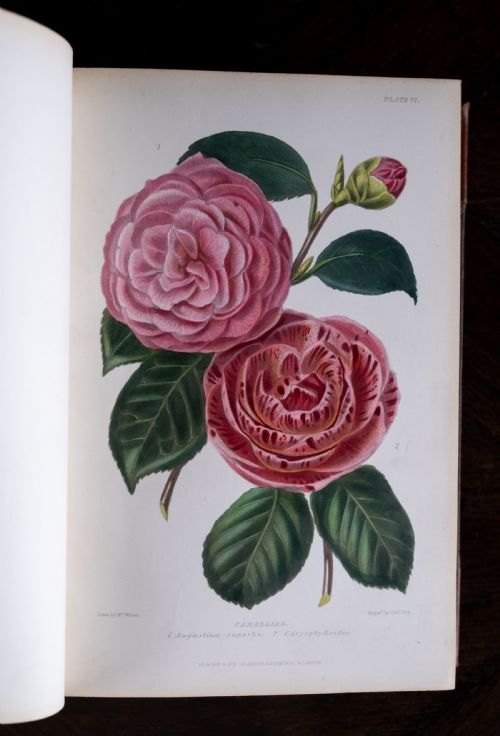 C1859 THE GARDENER'S ASSISTANT BY ROBERT THOMPSON LEATHER BOUND BOOK - ADDITIONAL PHOTO 11
