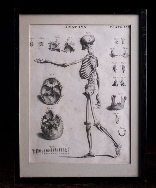 Andrew Bell (1726-1809) - Anatomical Skeleton Engraving, C.1770