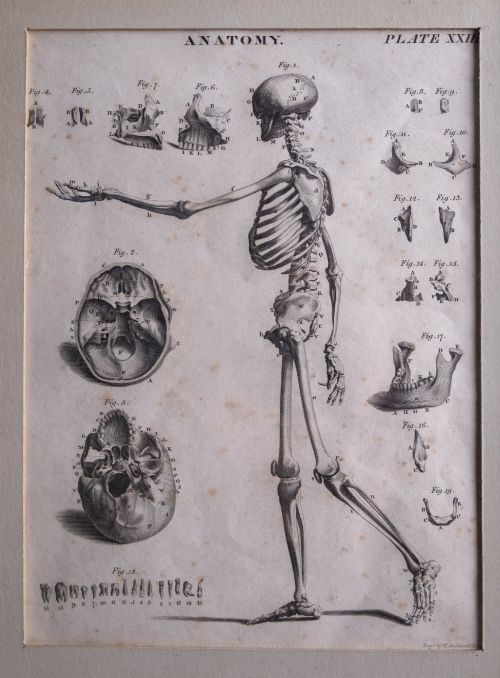 fig 1. An 18th-century copperplate anatomical engraving depicting a profile view of a human skeleton alongside detailed cranial diagrams, displayed within a black wooden frame.