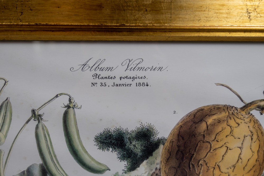 Pair of Vilmorin Andrieux Paris Framed Prints - No. 31 (1880) & No. 34 (1884) View VII