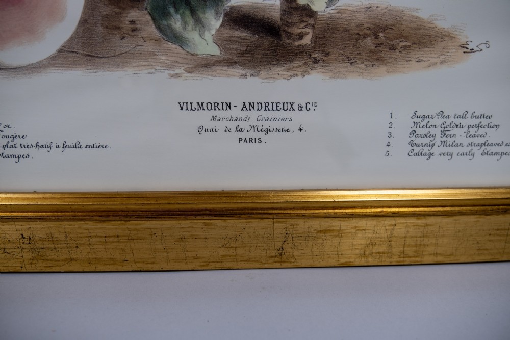 Pair of Vilmorin Andrieux Paris Framed Prints - No. 31 (1880) & No. 34 (1884) View VIII