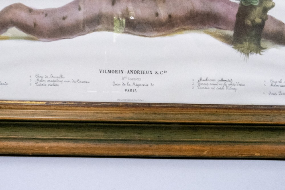 Pair of Vilmorin Andrieux, Paris Framed Prints - No. 12 (1869) & No. 15 (1864) View VII