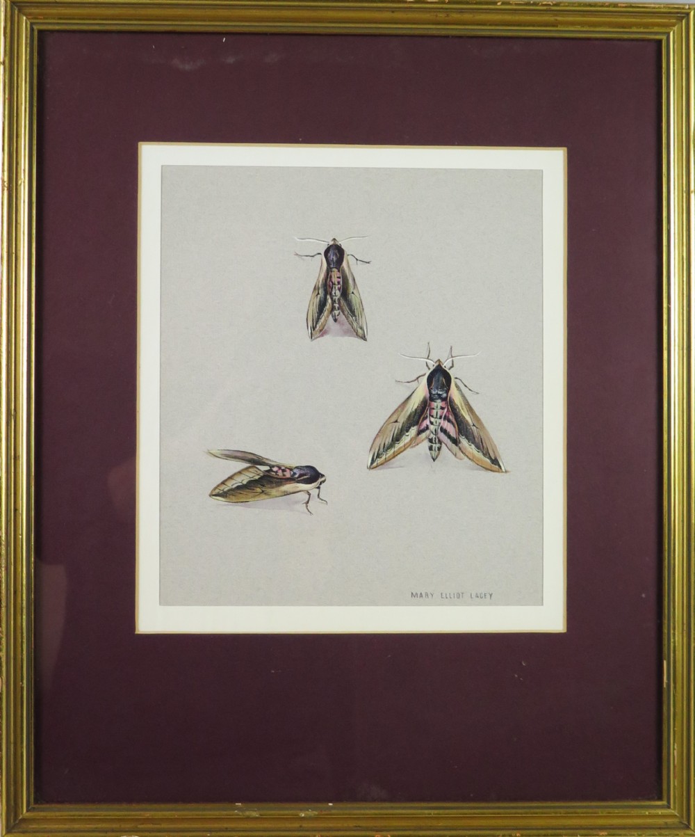 Mary Elliot Lacey (1924-2004) 'Privet Hawk Moth', Signed Gouache, c.1960