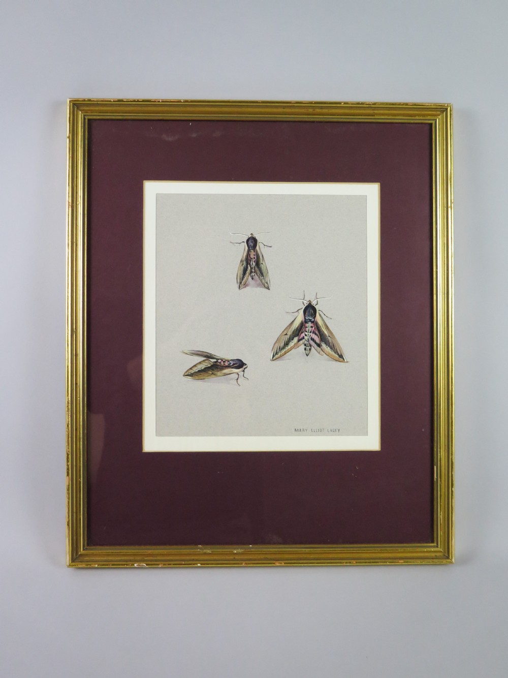Mary Elliot Lacey (1924-2004) 'Privet Hawk Moth', Signed Gouache, c.1960 View II