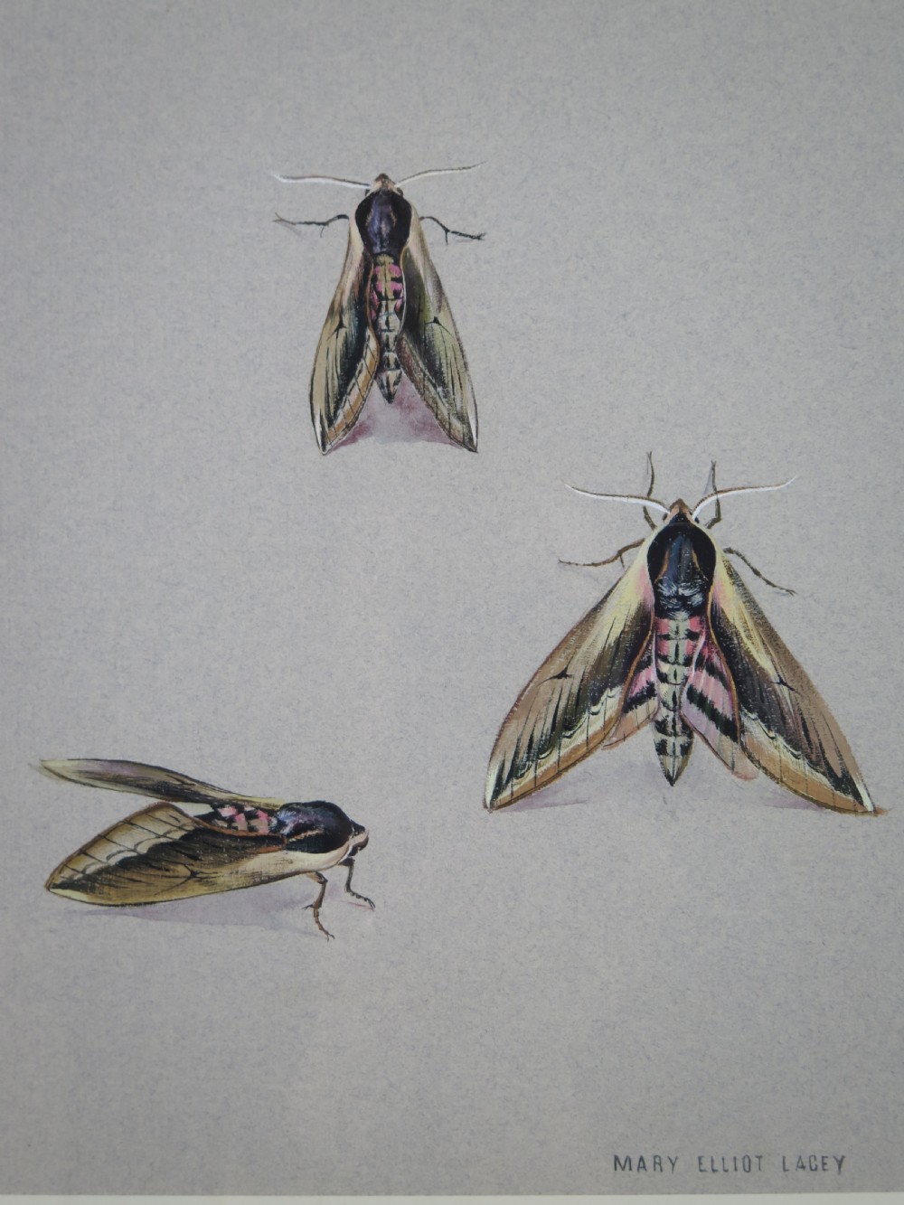 Mary Elliot Lacey (1924-2004) 'Privet Hawk Moth', Signed Gouache, c.1960 View III
