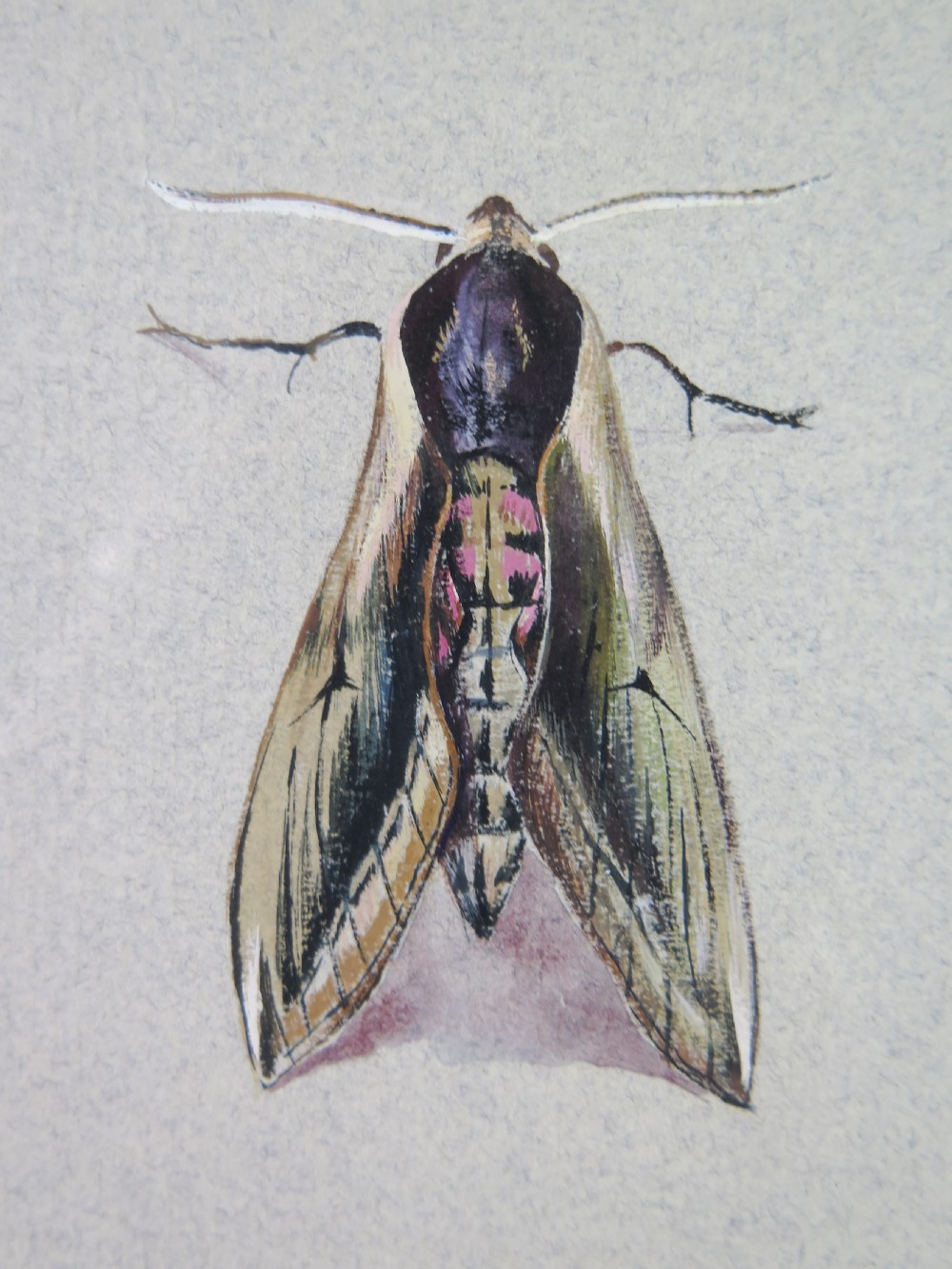 Mary Elliot Lacey (1924-2004) 'Privet Hawk Moth', Signed Gouache, c.1960 View IV