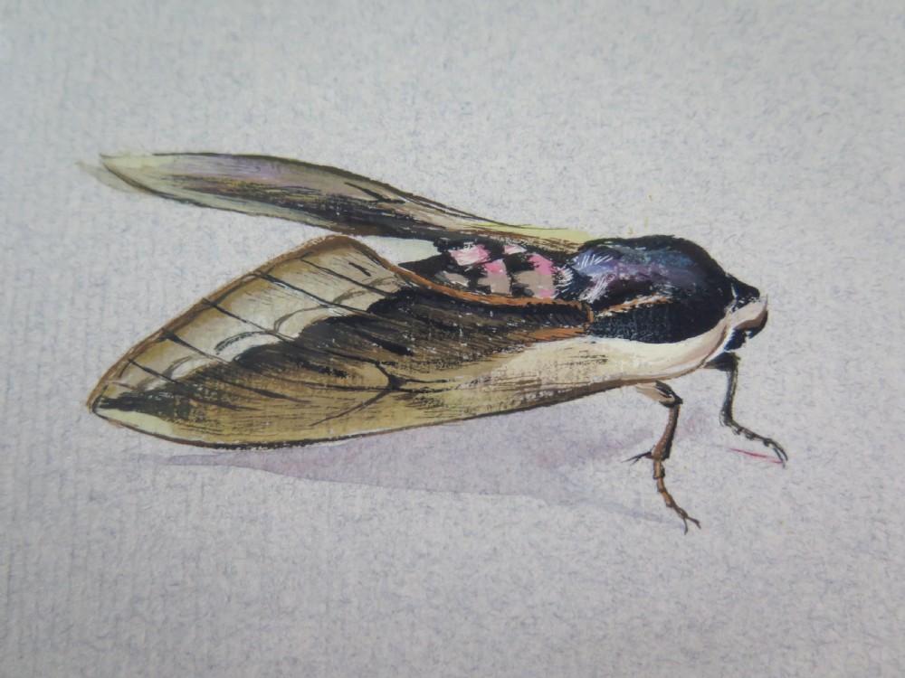 Mary Elliot Lacey (1924-2004) 'Privet Hawk Moth', Signed Gouache, c.1960 View V