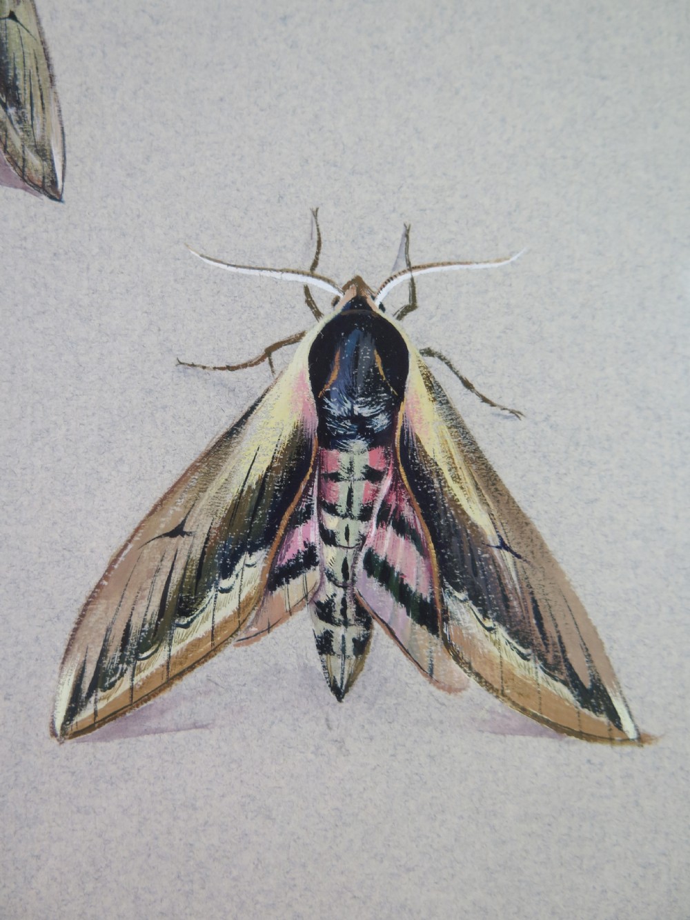 Mary Elliot Lacey (1924-2004) 'Privet Hawk Moth', Signed Gouache, c.1960 View VI