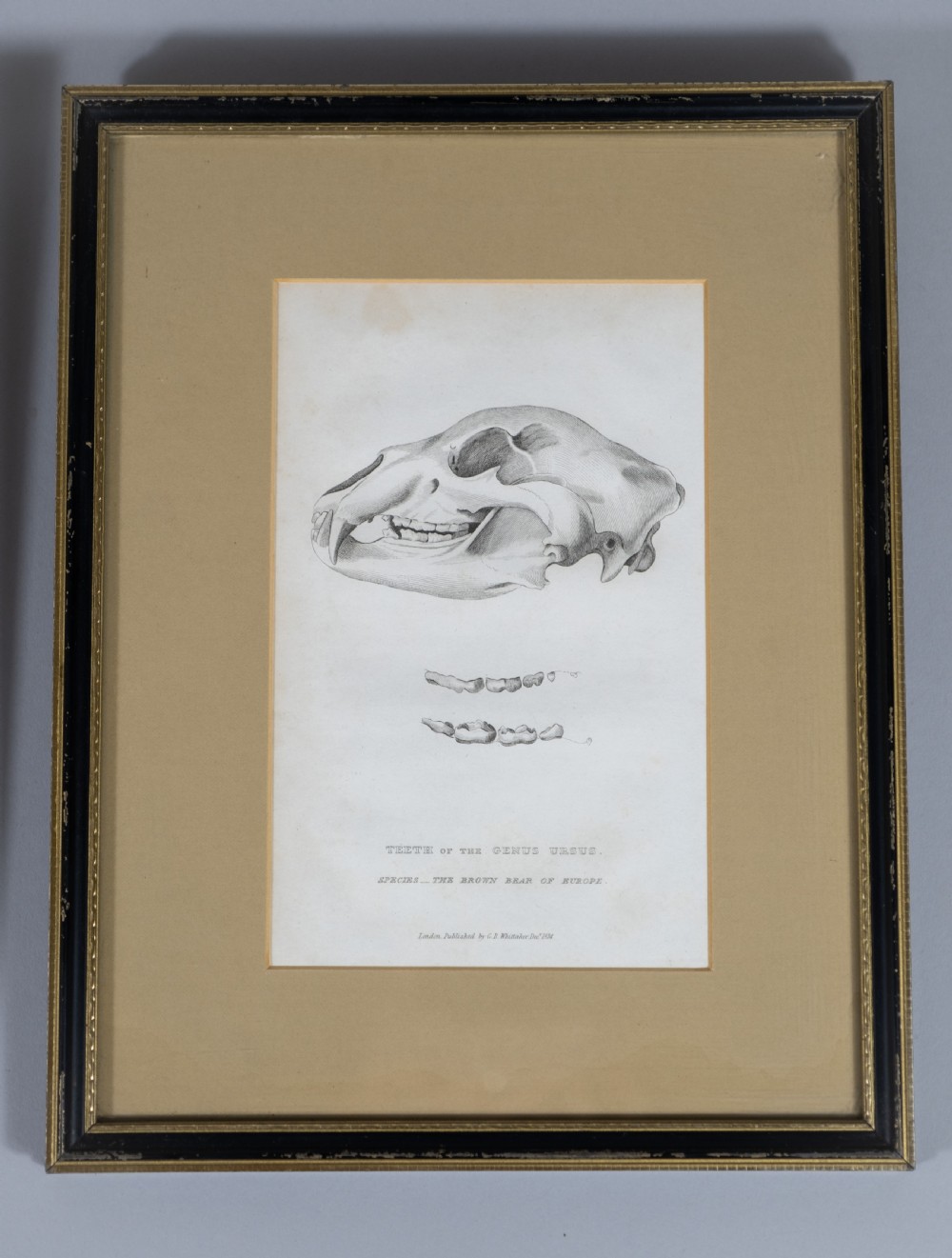 Early 19thC Engravings Of Bear & Bat Skulls (James Basire) - Published 1824. View II