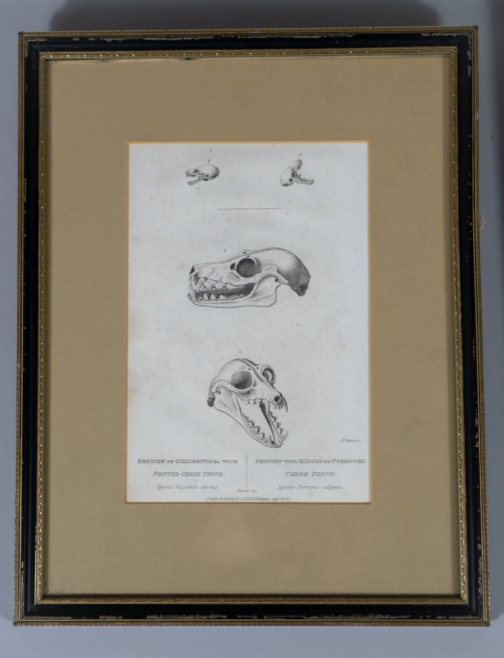 Early 19thC Engravings Of Bear & Bat Skulls (James Basire) - Published 1824. View III