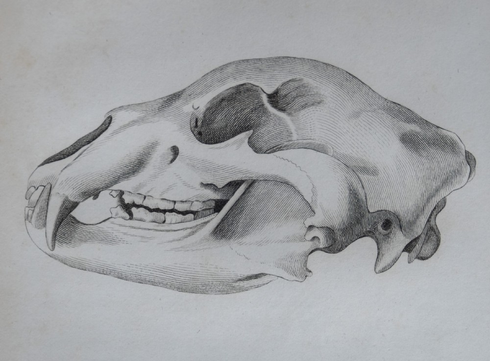 Early 19thC Engravings Of Bear & Bat Skulls (James Basire) - Published 1824. View IV