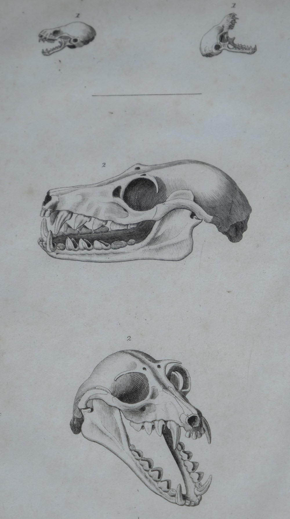 Early 19thC Engravings Of Bear & Bat Skulls (James Basire) - Published 1824. View VI