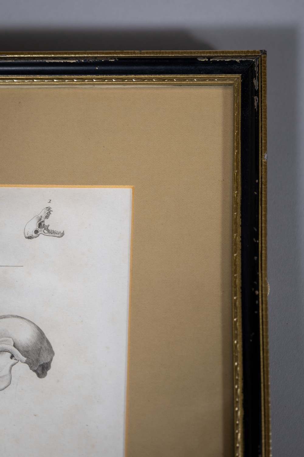 Early 19thC Engravings Of Bear & Bat Skulls (James Basire) - Published 1824. View VII