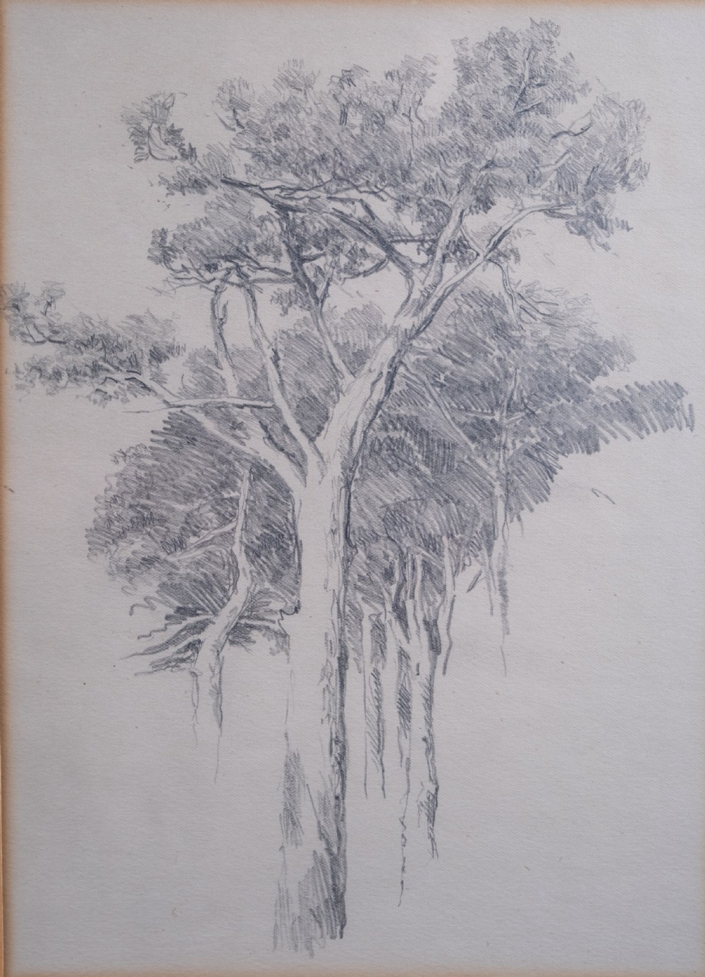 Arthur George Walker RA (1861-1939) - Tree Sketch. Pencil on Paper. View II