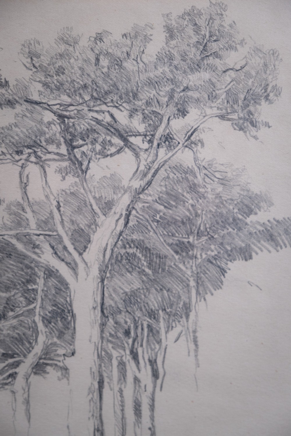 Arthur George Walker RA (1861-1939) - Tree Sketch. Pencil on Paper. View III