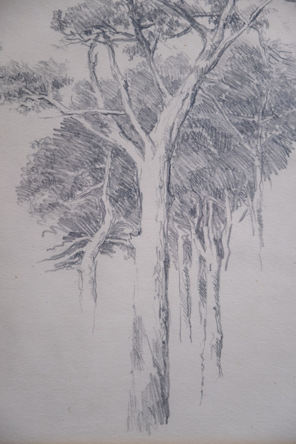 Arthur George Walker RA (1861-1939) - Tree Sketch. Pencil on Paper. View IV