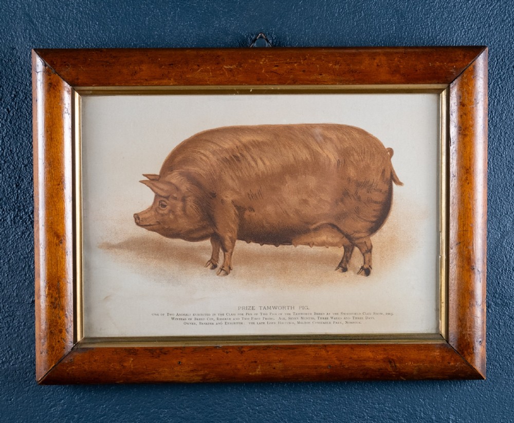 'Prize Tamworth Pig' Engraving. Melton Constable, Norfolk. Early 20thC.