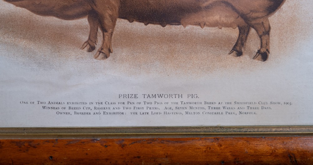 'Prize Tamworth Pig' Engraving. Melton Constable, Norfolk. Early 20thC. View II