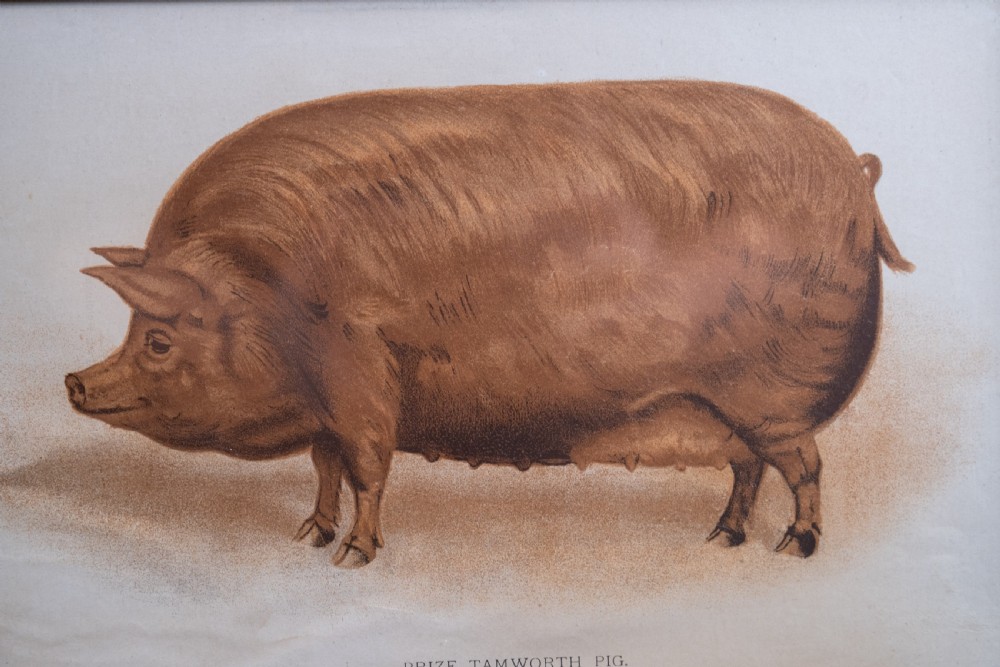 'Prize Tamworth Pig' Engraving. Melton Constable, Norfolk. Early 20thC. View III