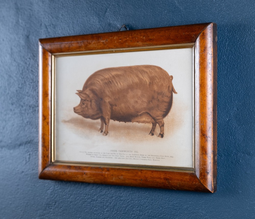 'Prize Tamworth Pig' Engraving. Melton Constable, Norfolk. Early 20thC. View IV