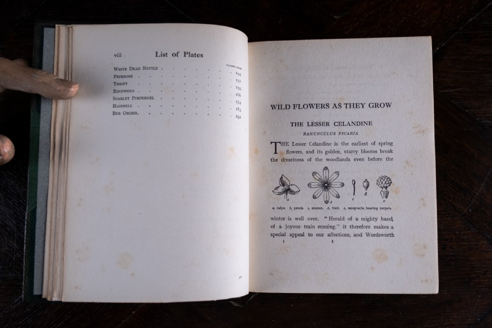1912 Wild Flowers As They Grow by H. Essenhigh Corke. 5 Volume Book Set. View XV