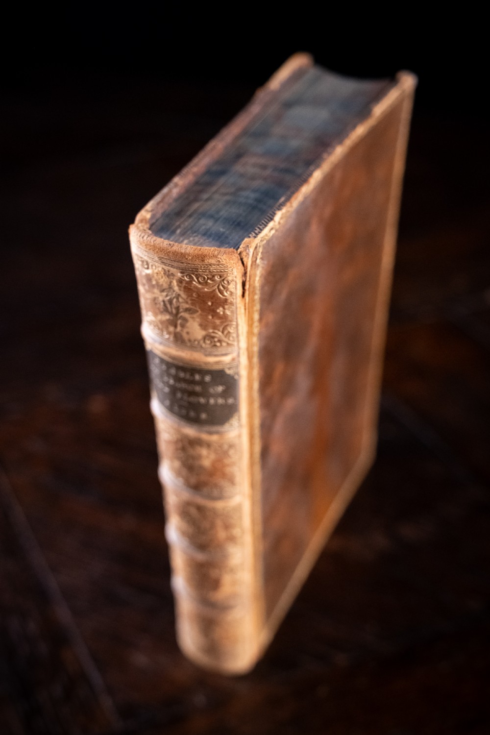 An 1879 leather-bound book standing upright, featuring a brown mottled cover and an ornate gilt-tooled spine with a dark title label reading Rambles In Search Of Wild Flowers. View V