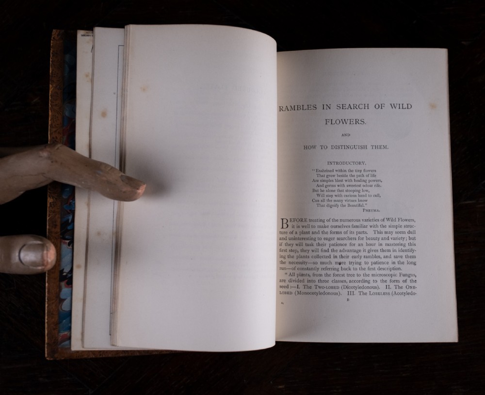 An 1879 leather-bound book standing upright, featuring a brown mottled cover and an ornate gilt-tooled spine with a dark title label reading Rambles In Search Of Wild Flowers. View XIV