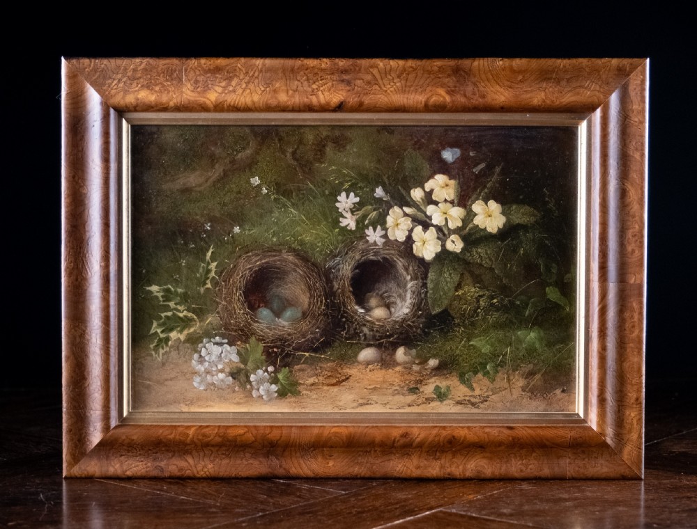 Still Life of Bird Nests and Primroses - Oil On Board.