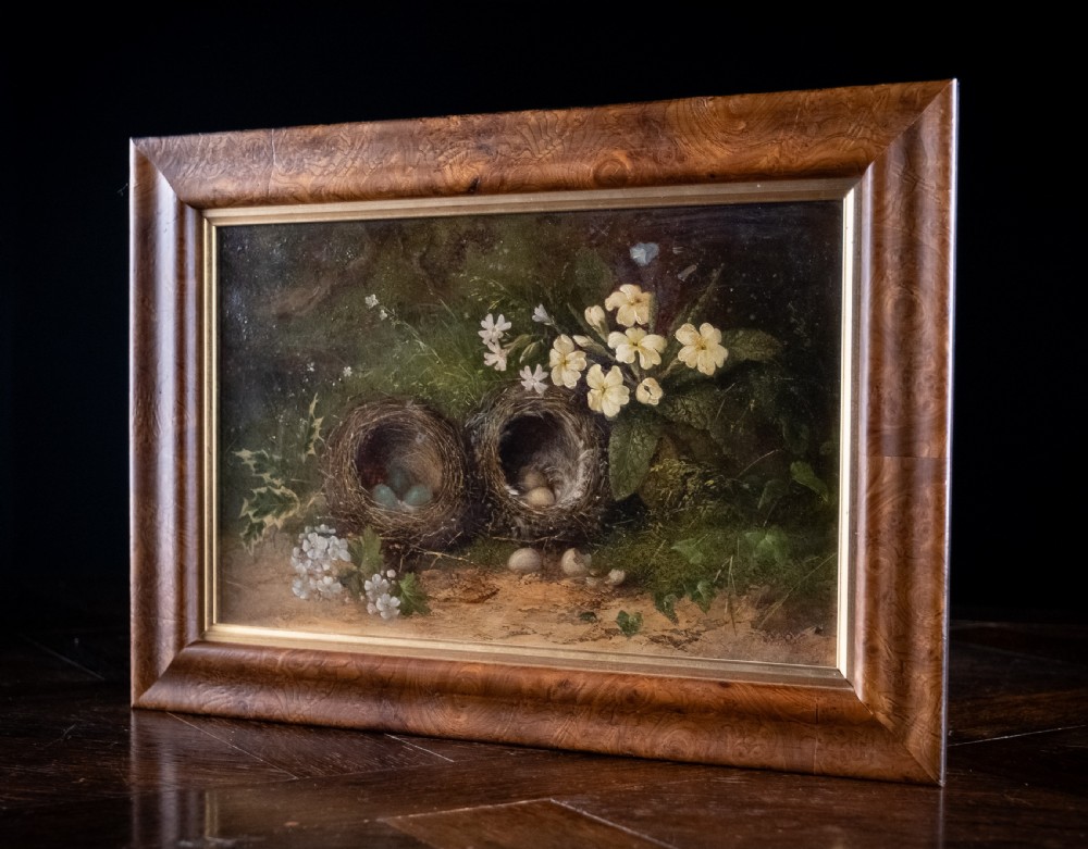 Still Life of Bird Nests and Primroses - Oil On Board. View VI