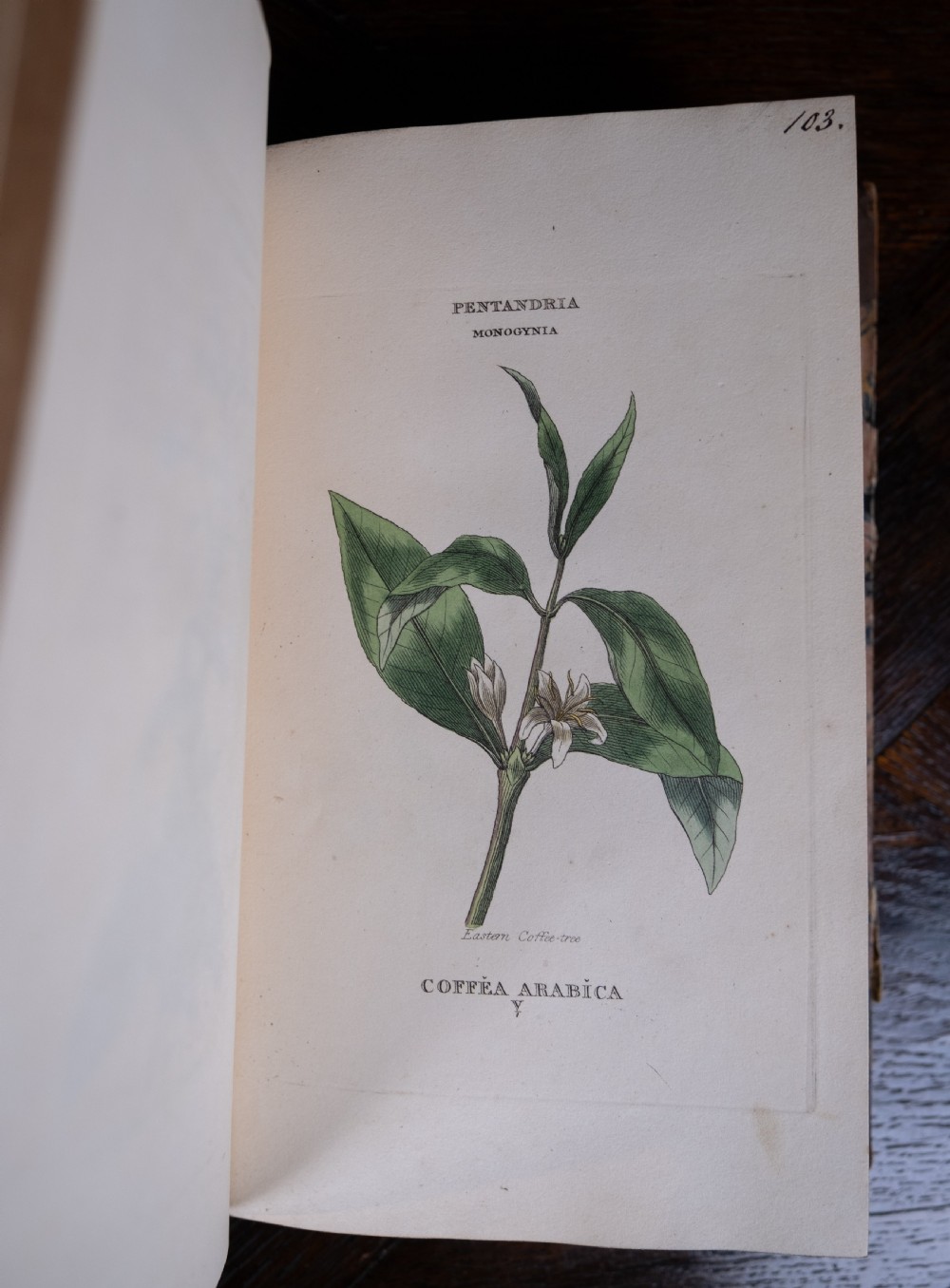 1816 The Linnaean System Of Botany. First Edition. Book Set.  View XVI