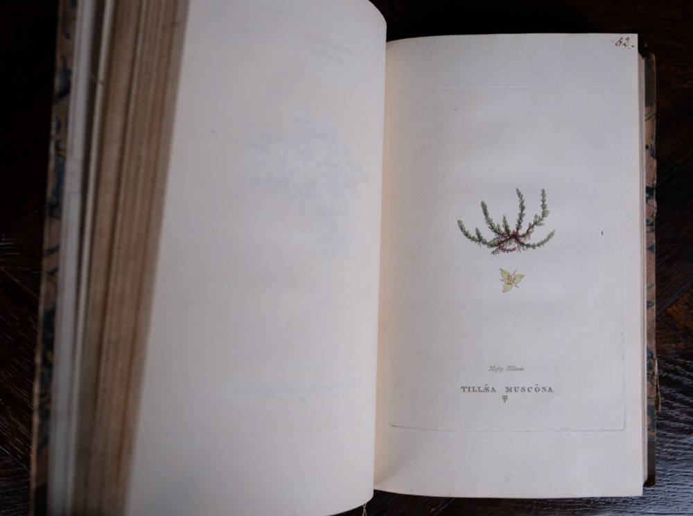 1816 The Linnaean System Of Botany. First Edition. Book Set.  View XVIII