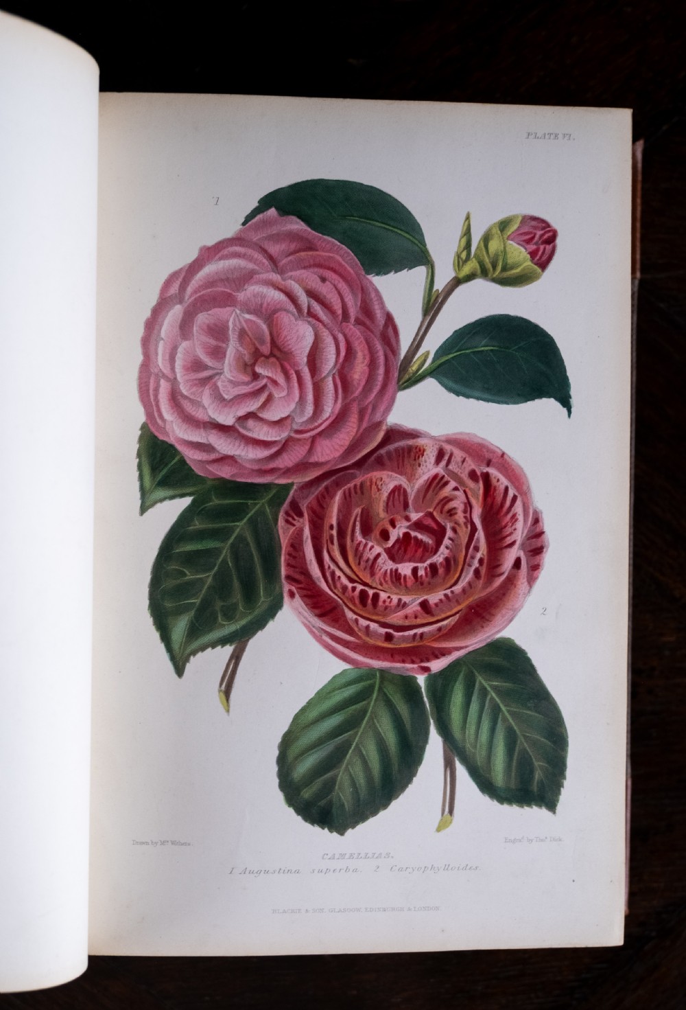 c.1859 The Gardener's Assistant by Robert Thompson (Leather Bound Book) View XII