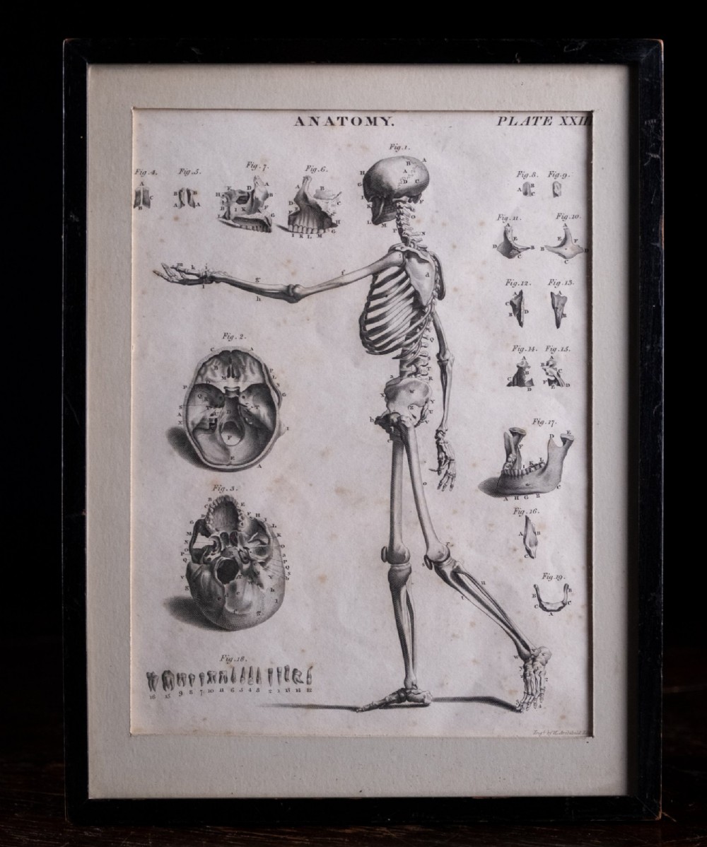 An 18th-century copperplate anatomical engraving depicting a profile view of a human skeleton alongside detailed cranial diagrams, displayed within a black wooden frame.