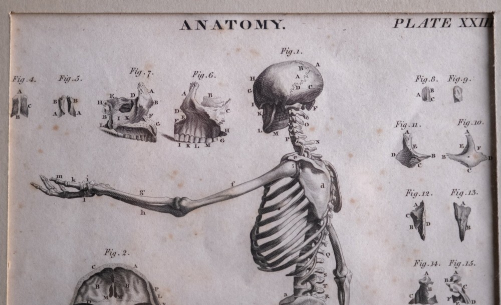 An 18th-century copperplate anatomical engraving depicting a profile view of a human skeleton alongside detailed cranial diagrams, displayed within a black wooden frame. View III