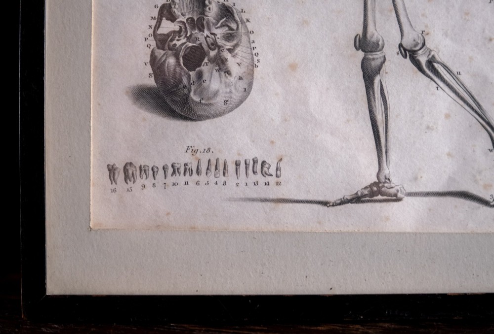 An 18th-century copperplate anatomical engraving depicting a profile view of a human skeleton alongside detailed cranial diagrams, displayed within a black wooden frame. View V