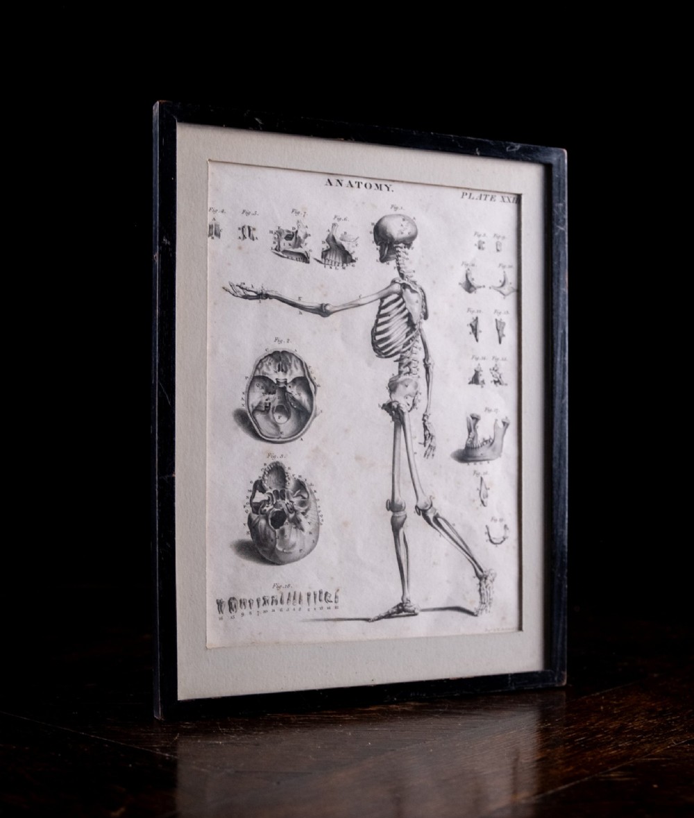 An 18th-century copperplate anatomical engraving depicting a profile view of a human skeleton alongside detailed cranial diagrams, displayed within a black wooden frame. View VII