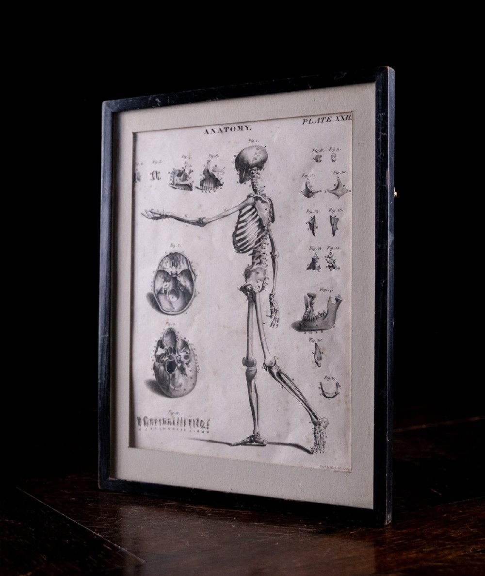 An 18th-century copperplate anatomical engraving depicting a profile view of a human skeleton alongside detailed cranial diagrams, displayed within a black wooden frame. View VIII
