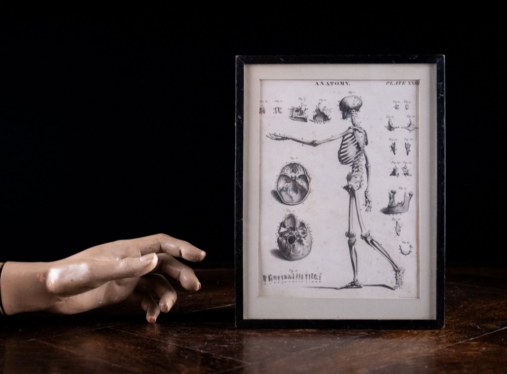 An 18th-century copperplate anatomical engraving depicting a profile view of a human skeleton alongside detailed cranial diagrams, displayed within a black wooden frame. View IX