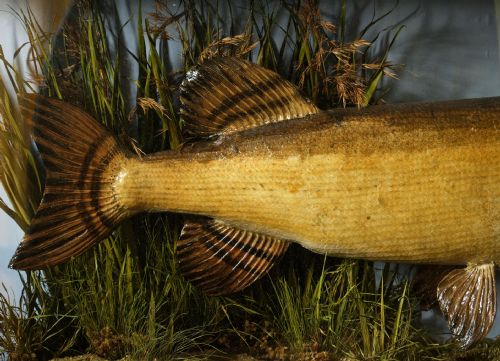 COOPER SONS STUFFED PIKE - ADDITIONAL PHOTO 5
