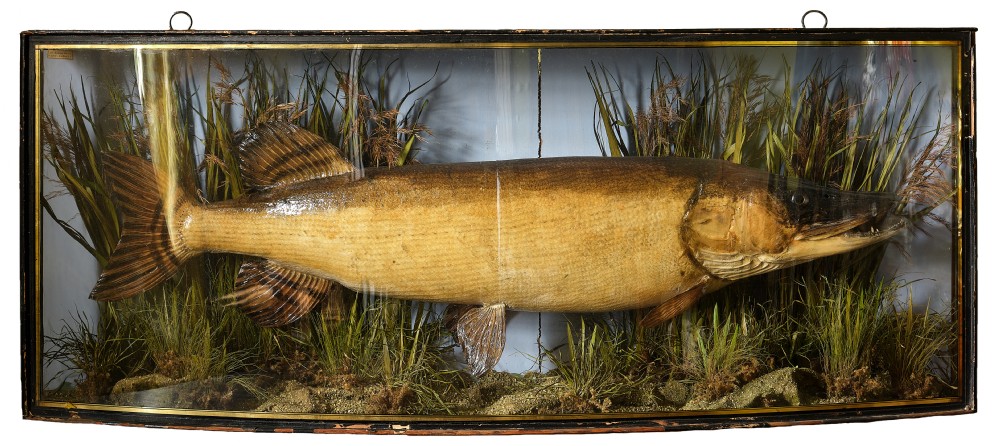 Cooper & Sons Stuffed Pike