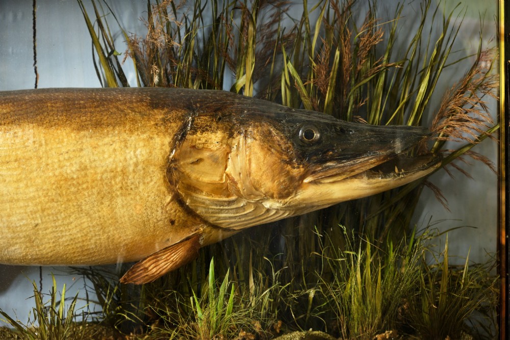 Cooper & Sons Stuffed Pike View IV