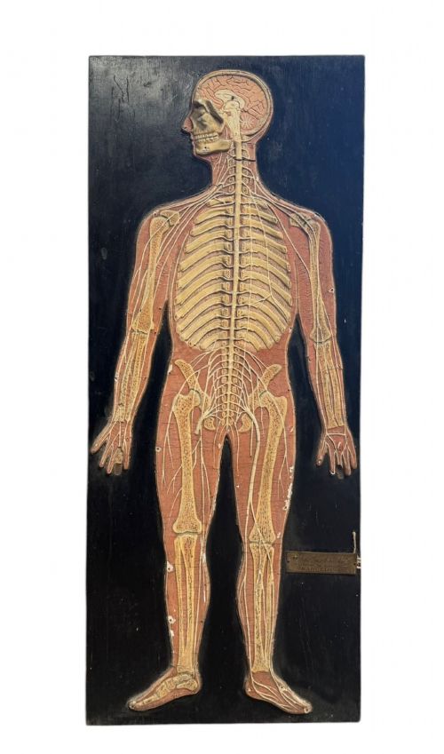 Anatomical Relief Education Model