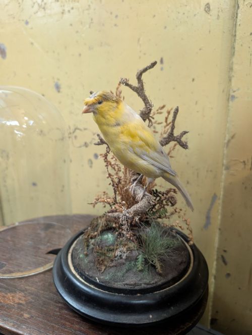 VICTORIAN CANARY TAXIDERMY DOME FEATURING PERCHED BIRD AND NATURALISTIC GRASSES - ADDITIONAL PHOTO 4