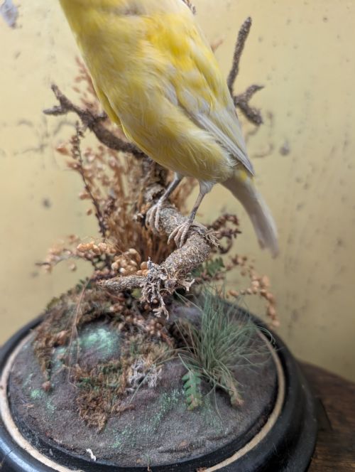 VICTORIAN CANARY TAXIDERMY DOME FEATURING PERCHED BIRD AND NATURALISTIC GRASSES - ADDITIONAL PHOTO 7