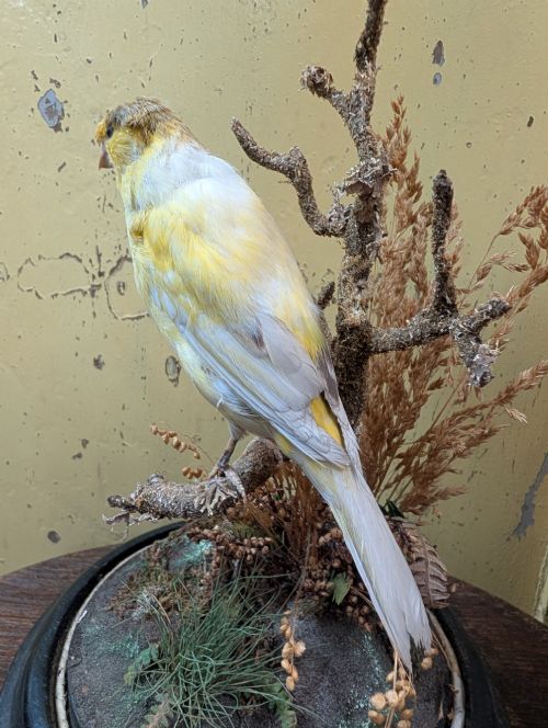 VICTORIAN CANARY TAXIDERMY DOME FEATURING PERCHED BIRD AND NATURALISTIC GRASSES - ADDITIONAL PHOTO 9