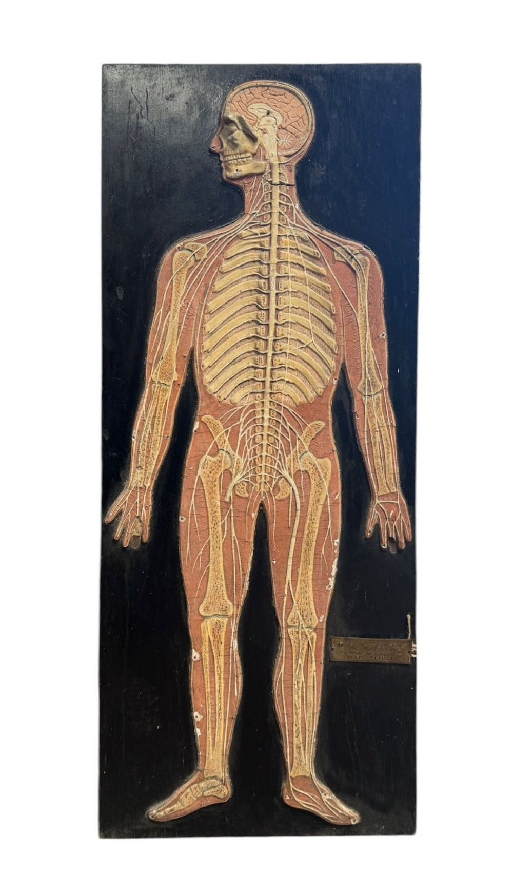 Anatomical Relief Education Model
